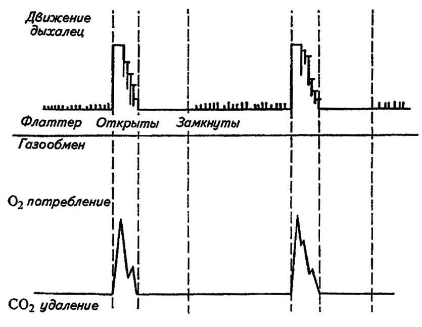 Рисунок 94. Диаграмма работы дыхалец, демонстрирующая «залпы» выведения углекислоты (по Gillot, 1980)