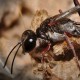 Аммофилы, песчаные осы (Ammophila)