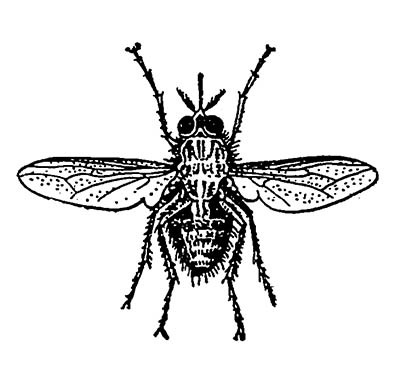 Муха цеце Glossina palpalis