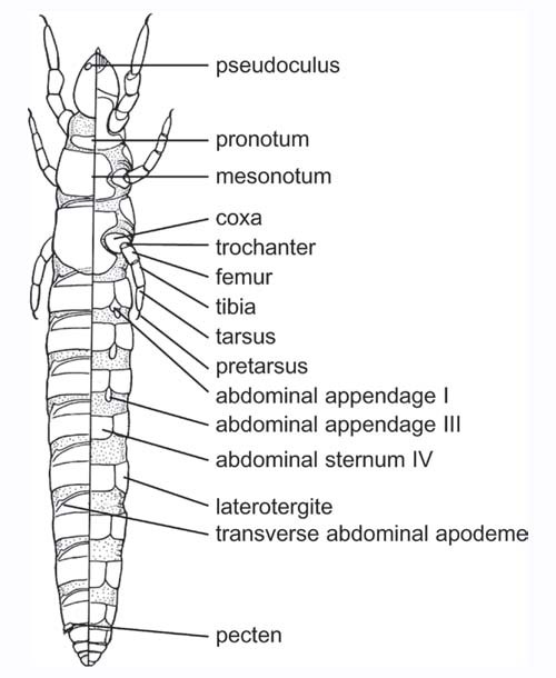 Abdomen of Hexapods,