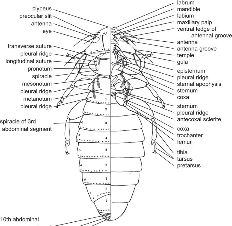 Abdomen of Hexapods