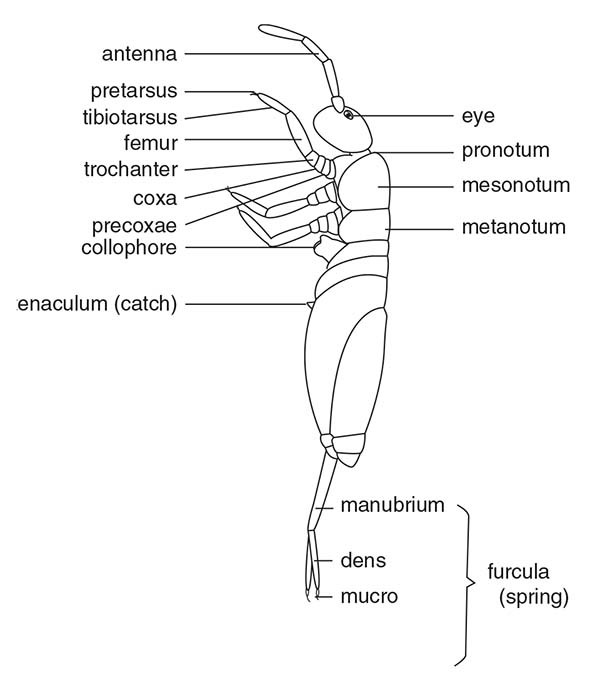 Abdomen of Hexapods