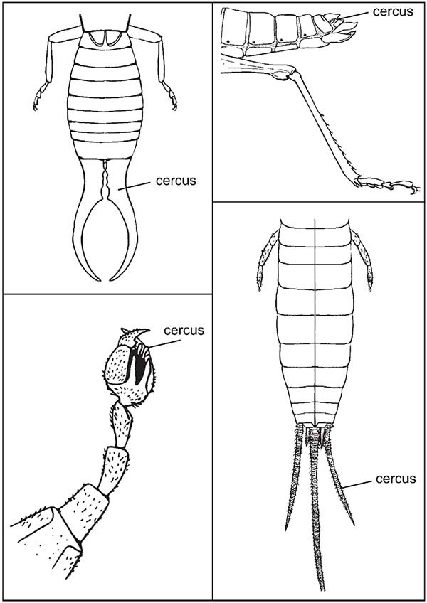 Abdomen of Hexapods