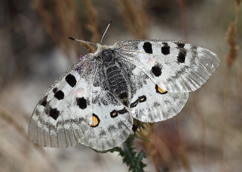 Аполлон (Parnassius apollo)