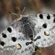 Аполлон (Parnassius apollo)