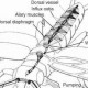 Accessory Circulatory Organ