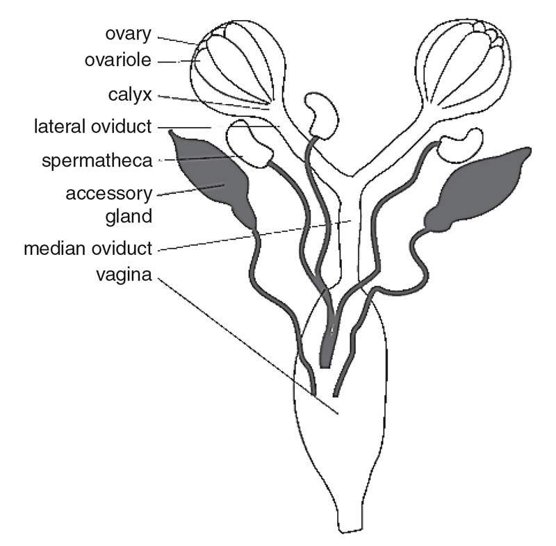 Accessory Gland, Figure 7