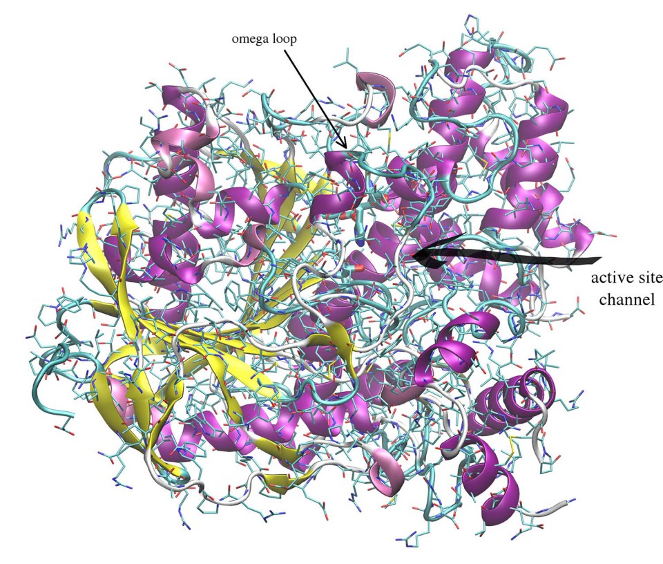 Acetylcholine Esterase