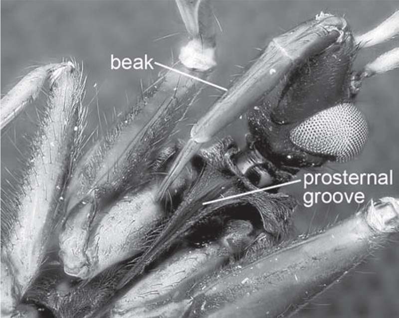 Figure 8. The stridulatory apparatus in Reduviidae