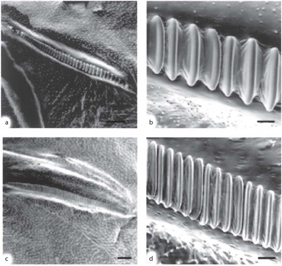 Figure 9 Interspecific differences in the stridulatory devices found in females of the burrower bugs