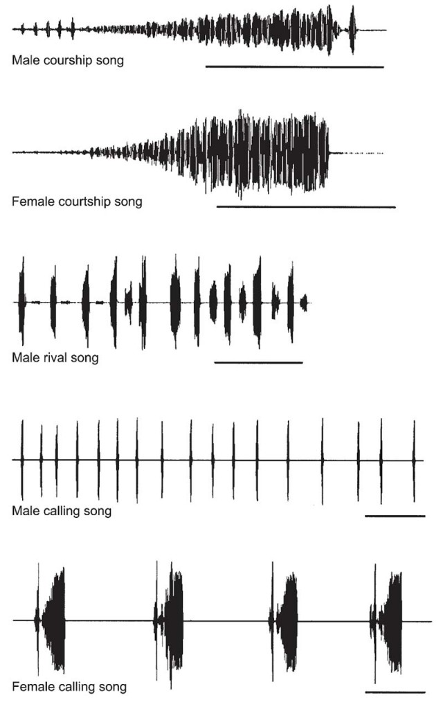 Figure 10 Oscillograms of songs emitted by males and females of the southern green stink bug, Nezara viridula (Pentatomidae)