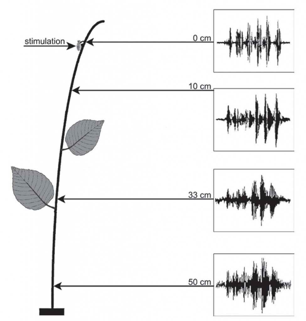 Figure 11 Laser vibrometer recordings taken from a plant fed upon by Nezara viridula