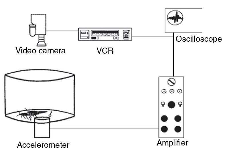 Figure 13 Experimental setupused to study substrate-borne signals produced by stridulation in Rhodnius prolixus