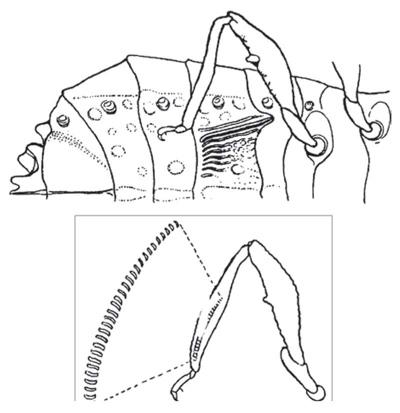 Figure 15 Artabanus lativentris (Hemiptera: Aradidae)