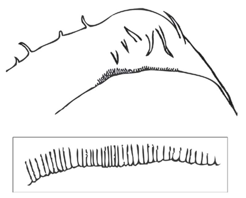 Figure 16 Phyllomorpha laciniata