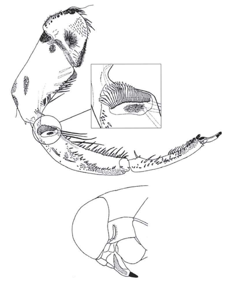 Figure 17 Male Anisops megalops