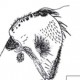 Acoustical Communication in Heteroptera