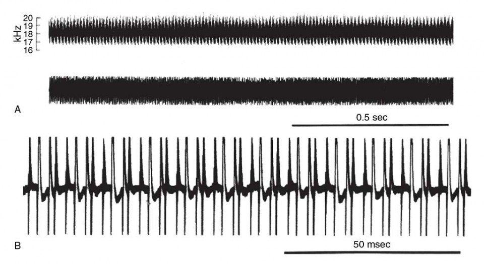 Figure 18 Acoustic signal produced by the cicada Beameria venosa (Uhler)