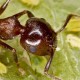 Acrobat Ants (Hymenoptera: Formicidae)