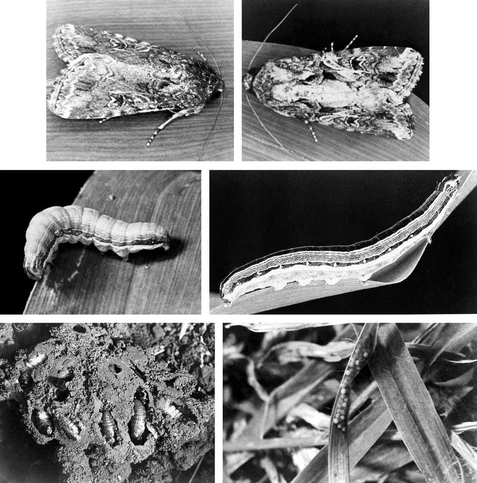 African armyworm: