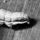 African Armyworm