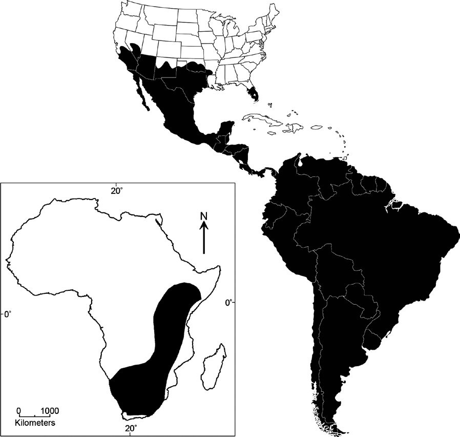 The natural distribution of Apis mellifera scutellata in Africa