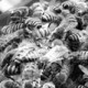 African Honey Bee, Africanized Honey Bee, or Killer Bee