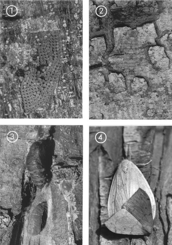 Egg (top left) (2x), last instar larva (top right) (1x), pupa (bottom left) (1.7x) and (mating) adult stages (bottom right) (2x) of Heteronygmia dissimilis