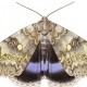 African Maiden Moths