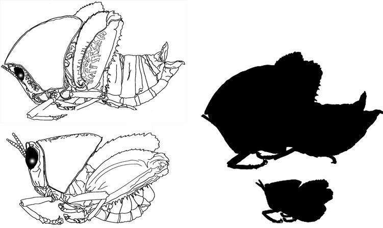 Figure 25 Plagiotriptus hippiscus female (above) and male (below) with size comparison (shaded)