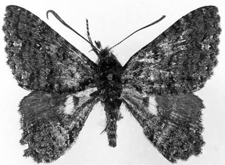 Figure 26 Example of African skipper moths (Apoprogonidae), Apoprogones hesperidis Hampson from South Africa.