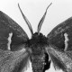 African Slug Caterpillar Moths