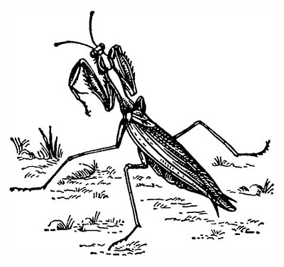 Обыкновенный богомол (Mantis religiosa)