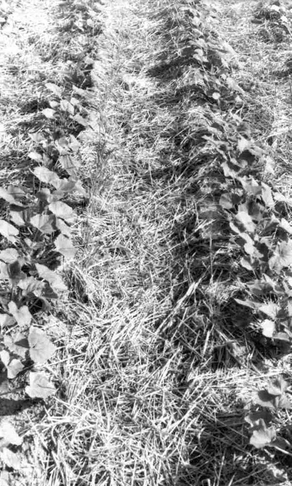 Figure 28 Residues from a previous rye crop cover the soil surface between plant rows in this conservation tillage system