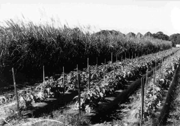 Figure 29 One of the simplest forms of intercropping is to use one crop as a windbreak, like the sugarcane planted along with the eggplant crop shown here