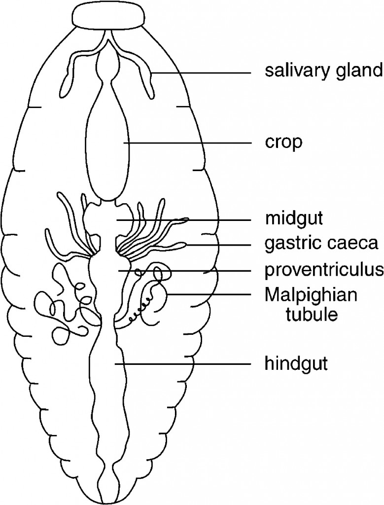 A generalized drawing of the alimentary canal in a cockroach to show the major divisions of the canal.