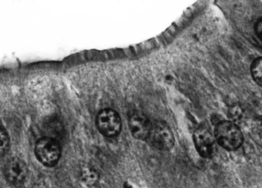 A brush border of microvilli on the lumen surface of midgut cells in a mole cricket.