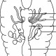 Alimentary Canal and Digestion