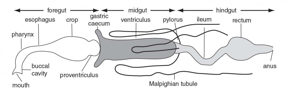 Generalized insect alimentary system