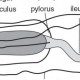 Alimentary System