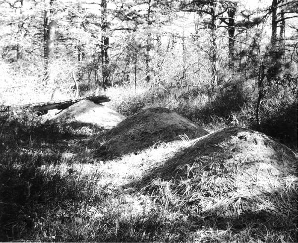 Three large nest mounds of Formica exsectoides in a Pennsylvania forest clearing