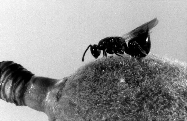 Female Eurytoma amygdali ovipositing into an almond