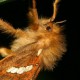 Amazonian Primitive Ghost Moths (Lepidoptera: Neotheoridae)