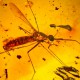 Amber Insects: DNA Preserved?