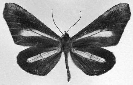 Figure 38 Example of American butterfly moths (Hedylidae), Macrosoma lucivittata (Walker), from Ecuador.