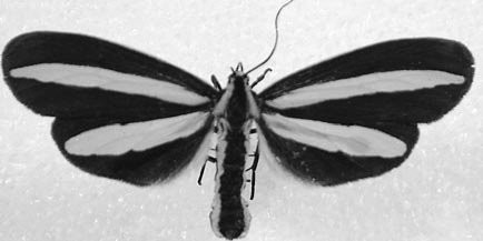 Figure 39 Example of American false tiger moths (Dioptidae), Josia gigantea Druce, from Mexico.