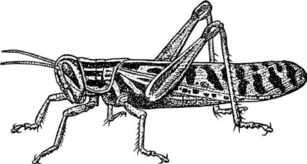 Figure 40 Adult of American grasshopper, Schistocerca americana (Drury).