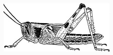 Figure 41 Sixth instar of American grasshopper, Schistocerca americana (Drury).