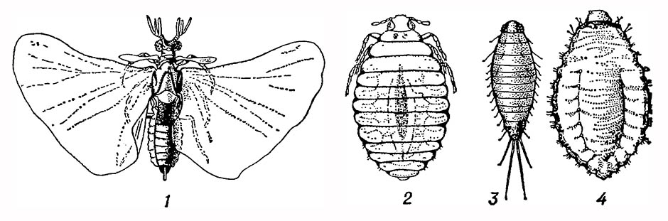 Веерокрылые. Эоксен (Eoxenos laboulbenei): 1 — самец; 2 — самка; 3 — триунгулин; 4 — личинка старшего возраста