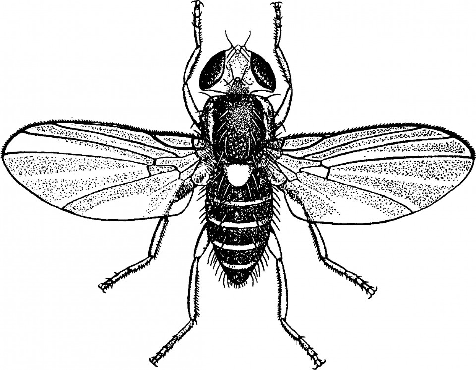 Figure 42 Adult of American serpentine leafminer, Liriomyza trifolii.